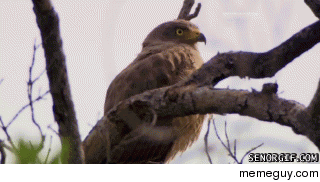 my reaction when I found out someone that I know on rgonewild