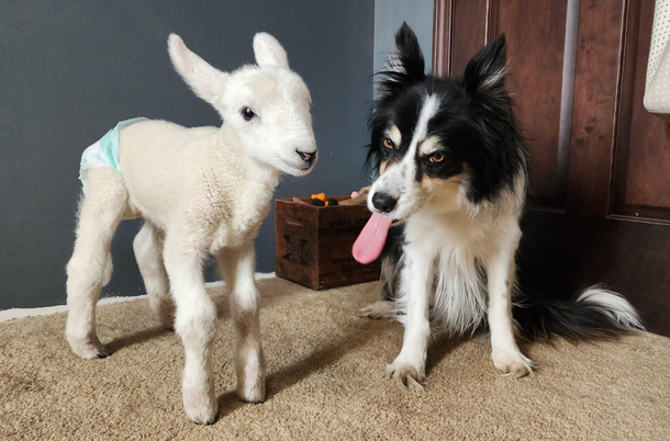 My sheepdog isnt so sure about the sheep in the house