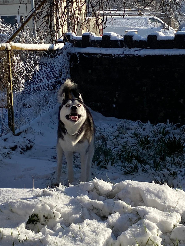 My Siberian huskys first time in the snow Look how happy he is