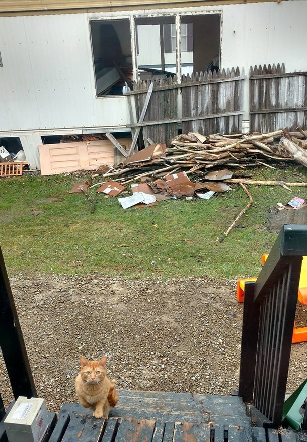 My SIL was demoing the lot next door after buying the property Stray cats were living in and under it This one apparently wants a word with her about it