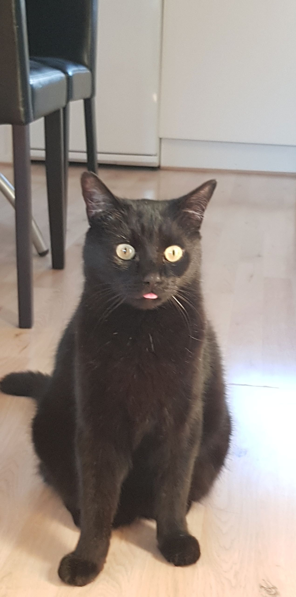 My silly cat