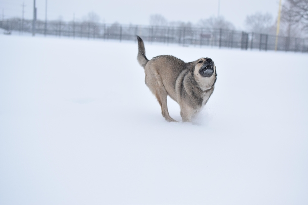 My sister attempted to take aesthetic photos of my dog This is what she got