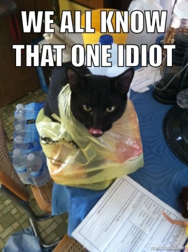 My sister cats are quite Dull