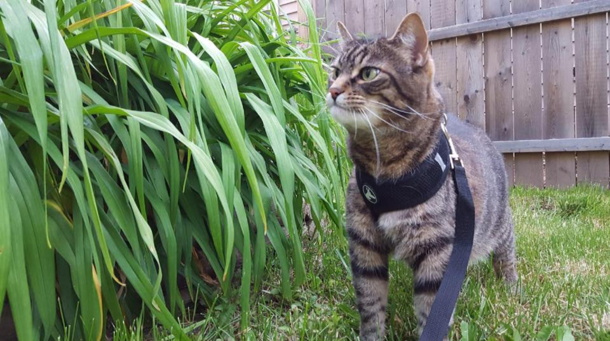 My sister dragged Benny outside for the first time today That look of disapproval looks like a war vet who just spotted a grown man in a romper