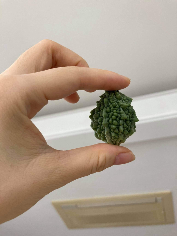 My sister got a dragon egg today