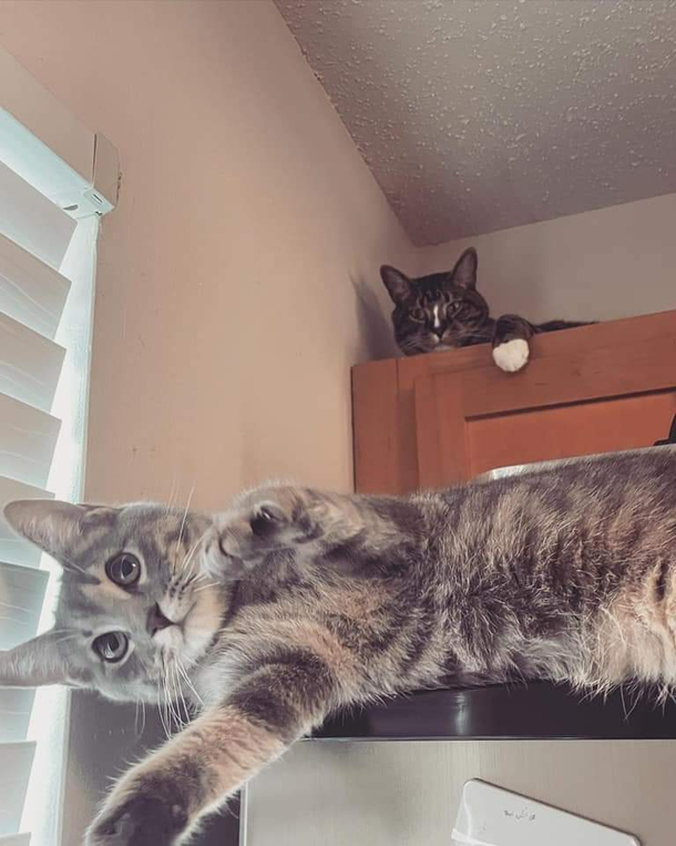 My sister got a new kitten Looks like she should have consulted with her cat first