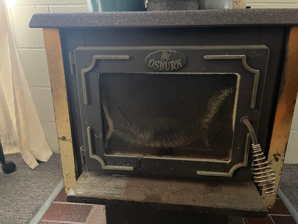 My sister had a visitor in her fireplace Her attempts to remove the young goanna gave me a laugh Full Video Saga in comments