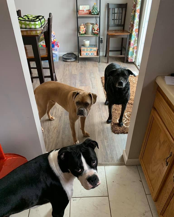 My sister just gave them all baths They are unamused