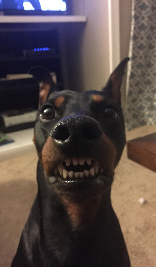 My sister sent me this picture of her dog with zero context