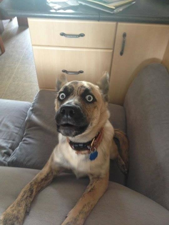 My sister snapped a picture of our dog mid-bark - This is what she looked like