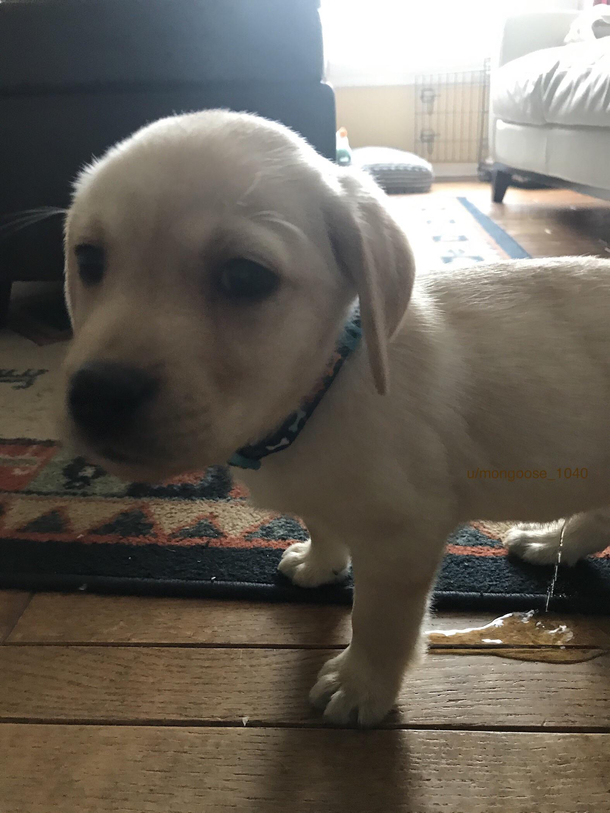 My sister took a picture of or dog right as he peed