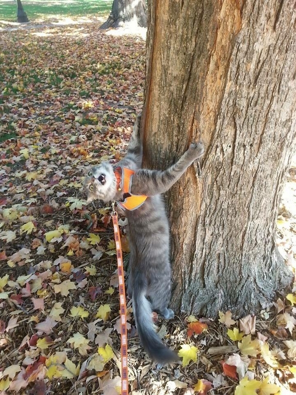 My sister took her cat for a walk last fall We still dont know if he was enjoying himself