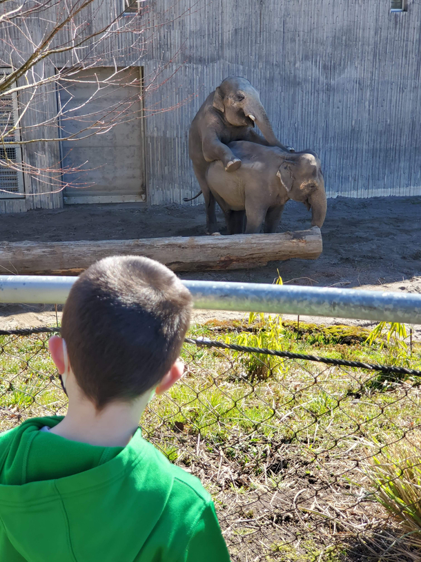 My sister wanted to take my nephew to the zoo for his birthday since they havent done anything in the last year Elephants put on a show for him