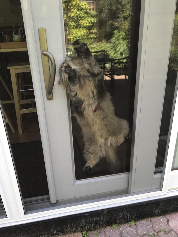 My sister was gardening outside when she turned around to find our cat like this