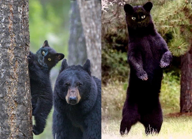 My sister who kept photoshopping her cats face onto bees sent me these bears