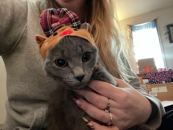 My sisters cat