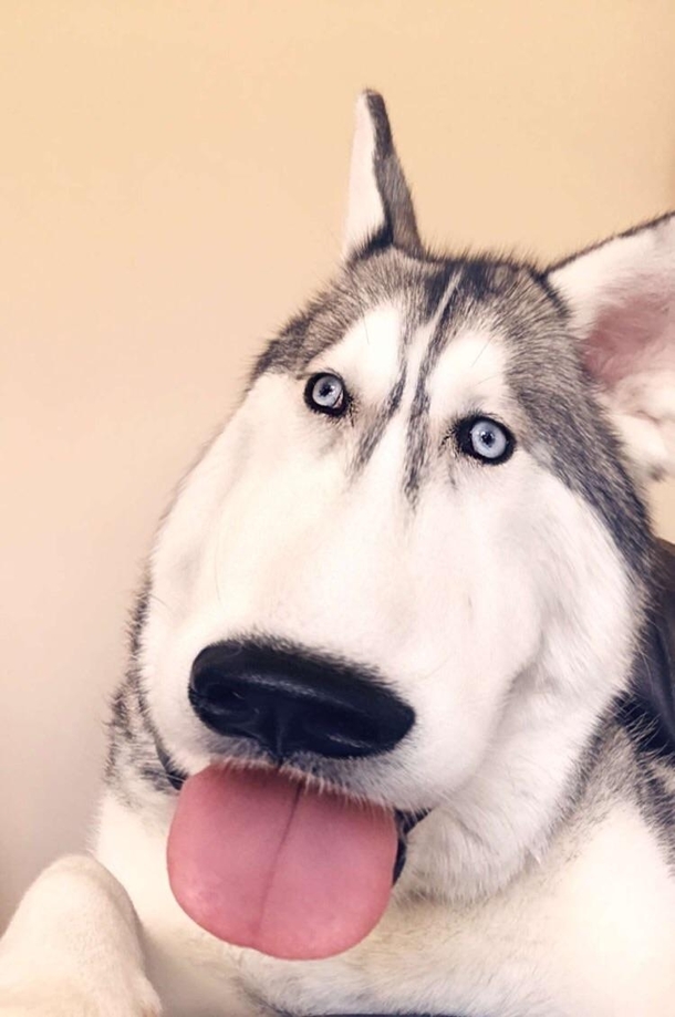 My sisters dog with a Snapchat filter