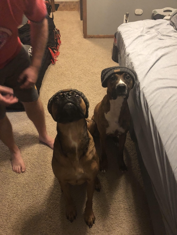 My sisters dogs are about to drop a hot new album