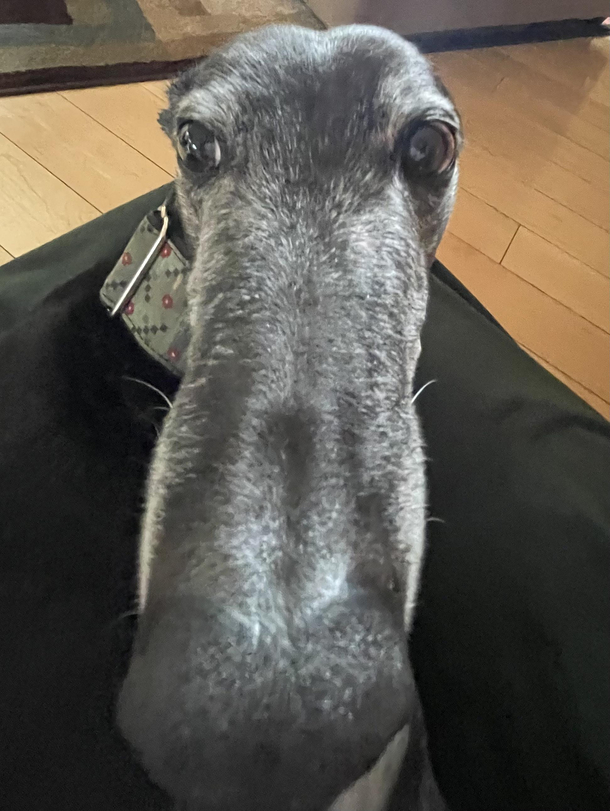 My sisters greyhounds head when photographed at an angle take a long hard look