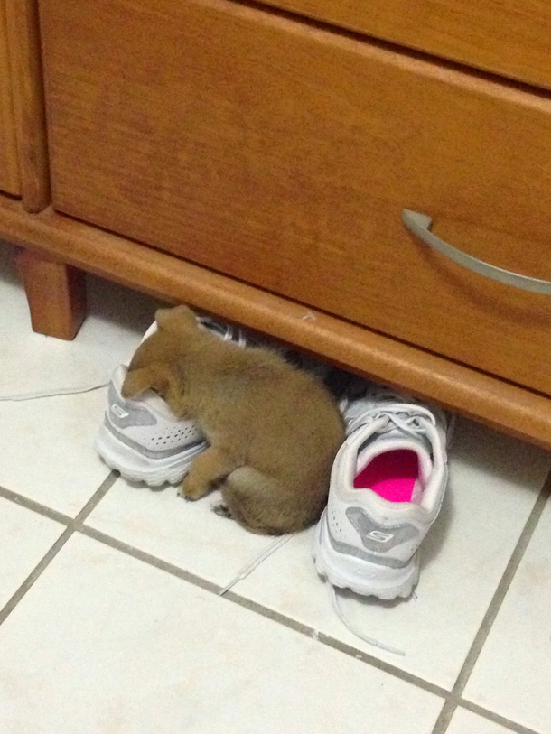 My sisters puppy was so tired she just fell asleep in her shoe