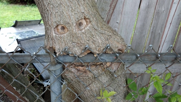 My sisters tree is eating her fence