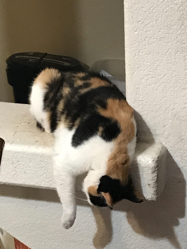 My sleeping cat looks like the victim of a homicide
