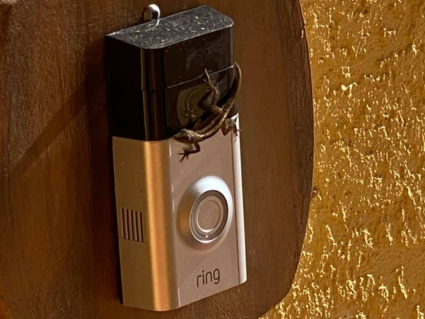 My smart doorbell kept telling me there was motion on my porch I went to check and this guy tried to sell me car insurance