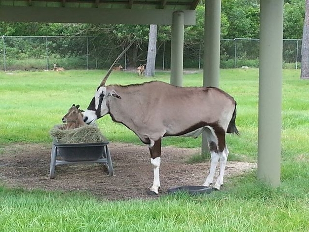 My son and I went to the zoo today he sees this poor guy with only one horn and screams Hey everyone look its a unicorn