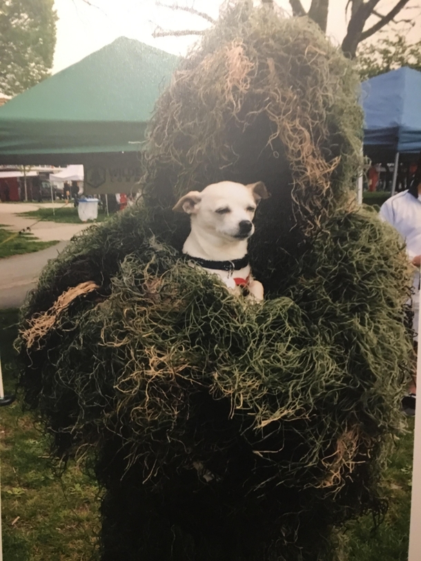 My son dressed up like this for a parade No-one knew who he was except the dog