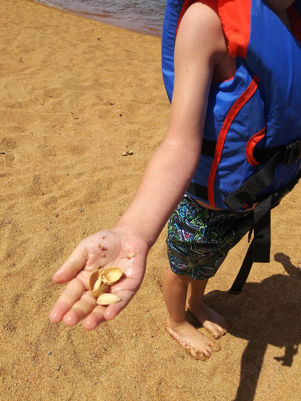 My son found sea shells on his first trip to the beach I didnt have the heart to tell him