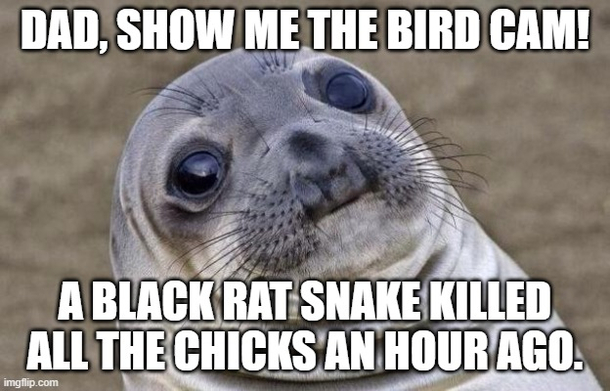 My son had been following the development of Robin chicks for  days