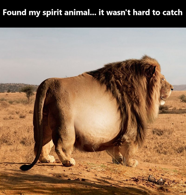 My spirit animal