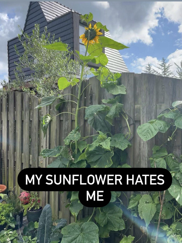 My sunflower hates me