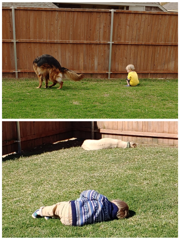 My toddler thinks hes a dog