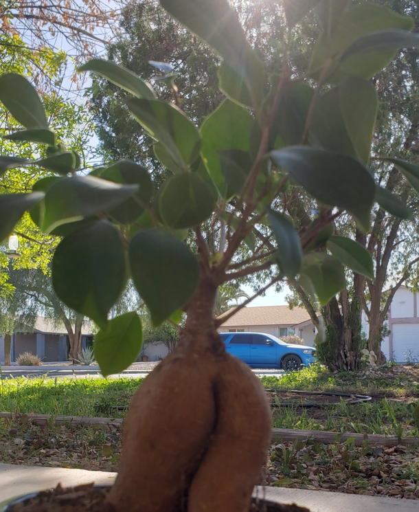 My tree got bunz hun