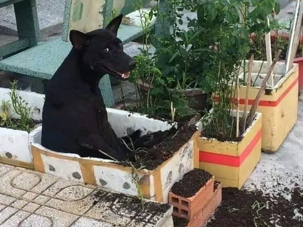 my tree tub