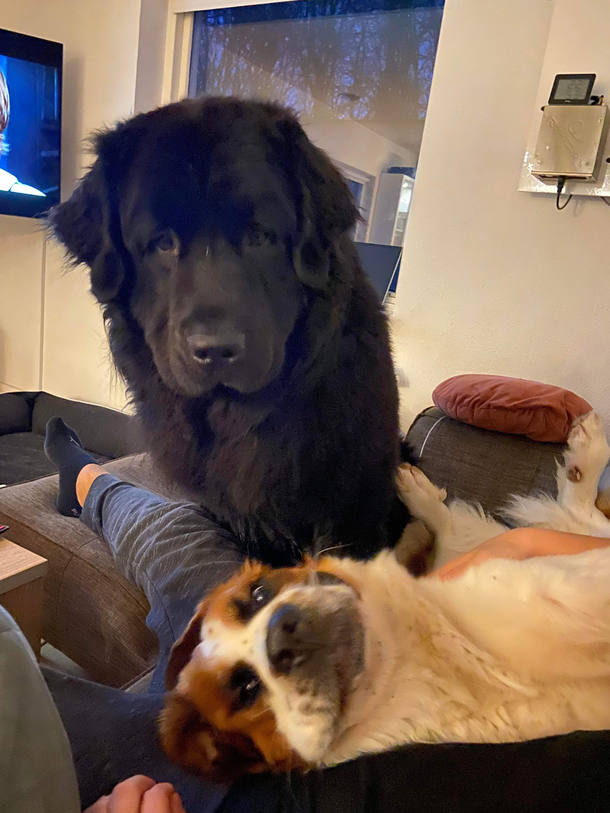 My two dogs have a very different approach to get attention