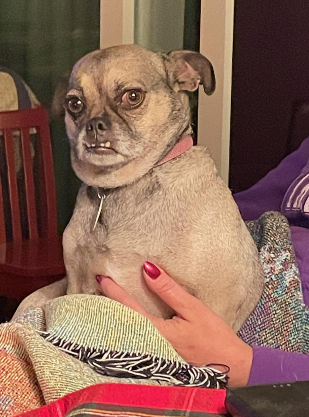my uncle scolded my aunts dog and now she looks at him like this