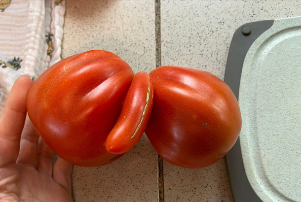 My very first tomato of 