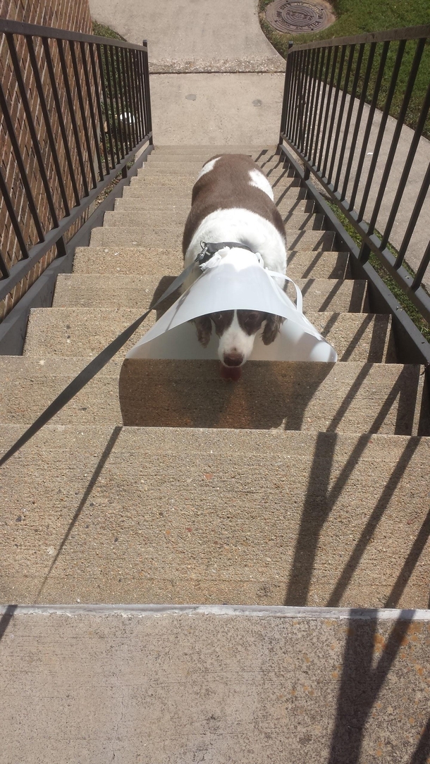 My vet also said not to laugh Ive failed too