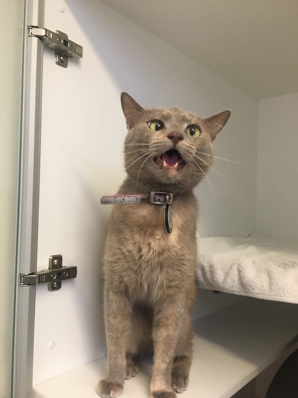 My vet nurse friend managed to catch this cat mid sneeze