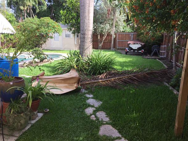 My wife A leaf fell in the back yard The leaf