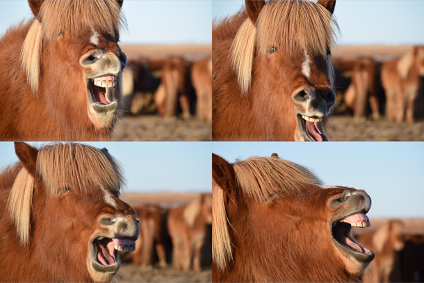 My wife and I met a mini horse in Iceland that found me hilarious