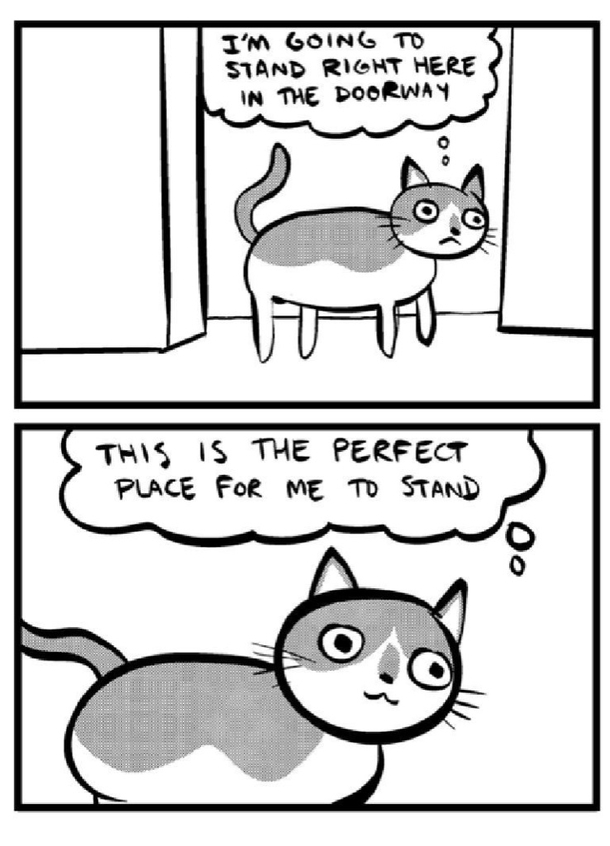My wife and I recently welcomed a cat into our lives This sums up our experience so far