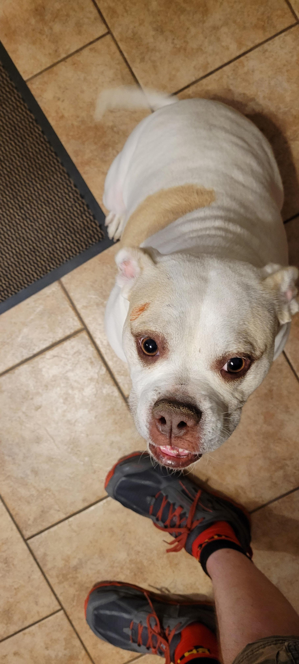 My wife called in a panic because the dog had hurt herself and was bleeding I rushed home immediately It was ketchup