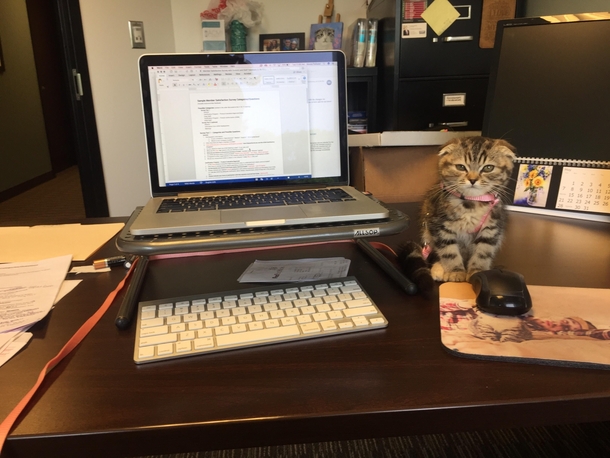 My wife hired a new assistant today