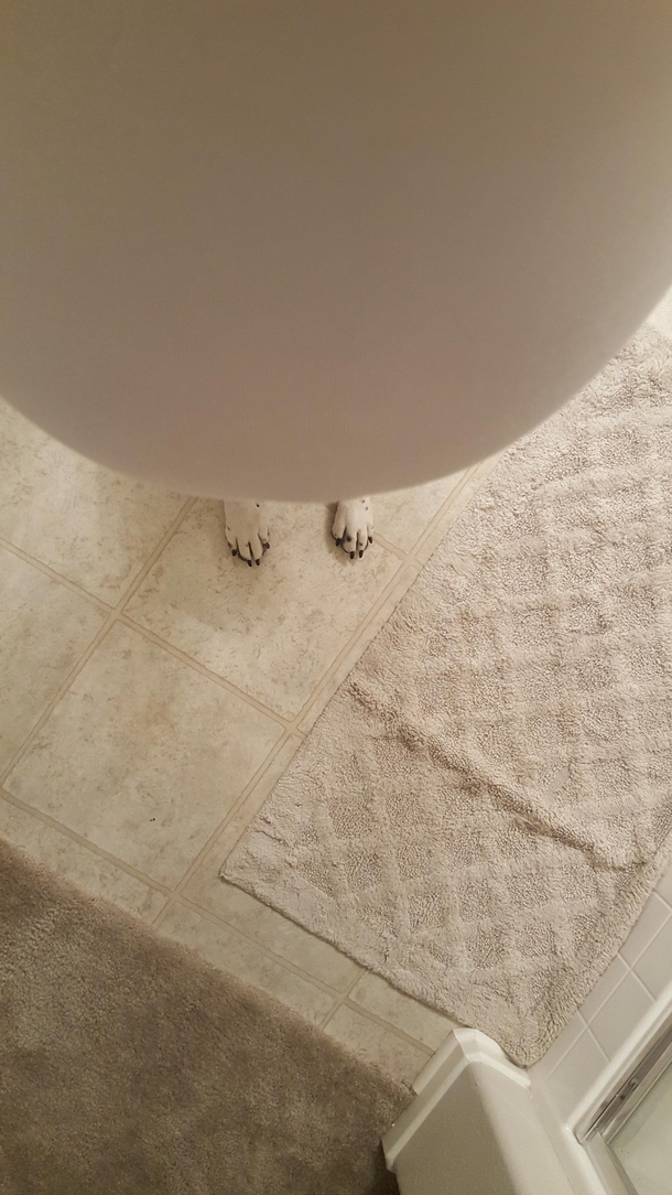My wife is pregnant and she thought it would be funny to take a picture of our dogs feet looking like they are hers
