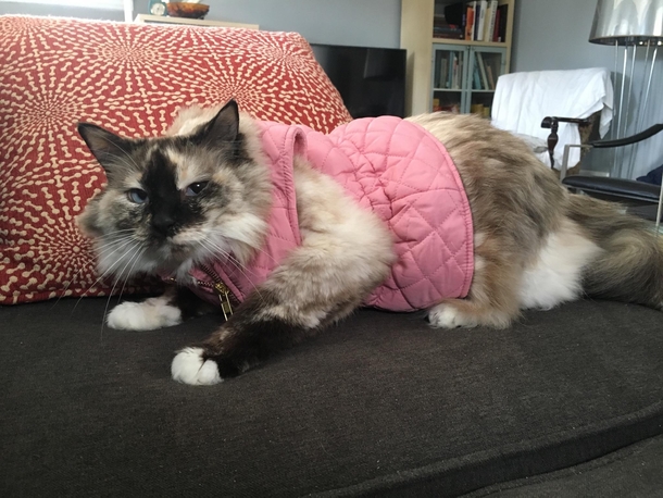 My wife is pregnant with our first child While she waits for baby shes dressing our cat Ellie in tiny clothes Ellie doesnt think baby will come soon enough