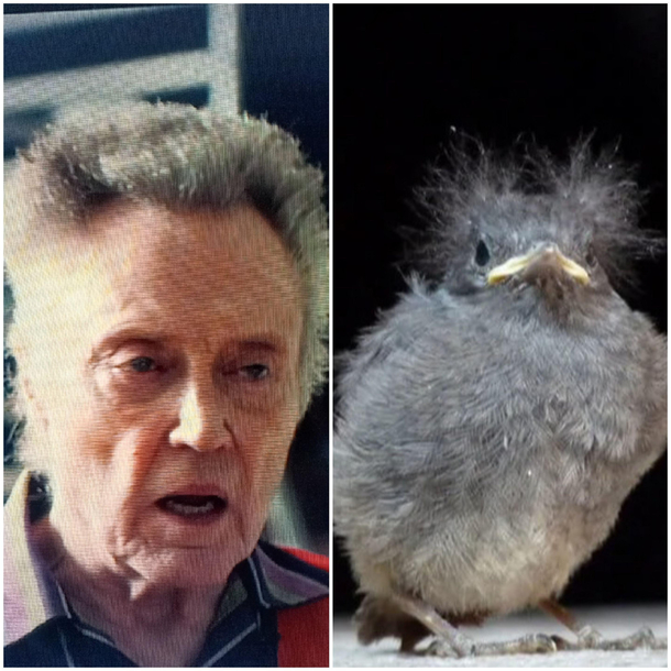 My wife said Christopher Walken is looking like a bluejay fledglingshe was spot on