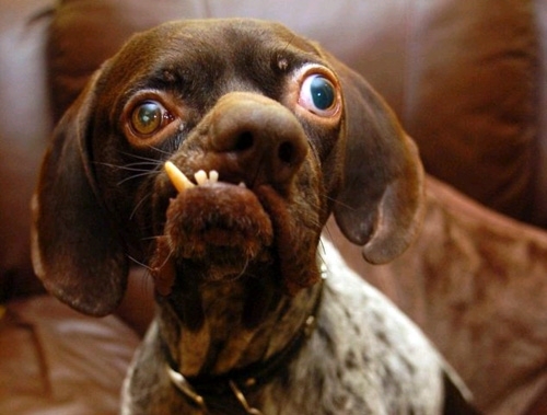 My wife said her colleague was ill and needed to rehome his dog I said sure we can take him Then I asked her to send me a photo This is what she sent
